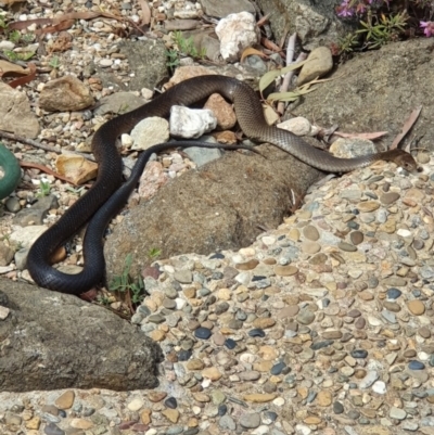 Pseudonaja textilis (Eastern Brown Snake) at ANBG - 6 Oct 2019 by AaronClausen