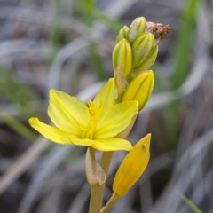 Bulbine bulbosa (Golden Lily) at Dunlop, ACT - 5 Oct 2019 by Marthijn