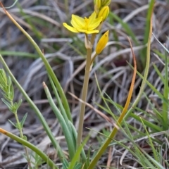 Bulbine bulbosa at Molonglo River Reserve - 6 Oct 2019