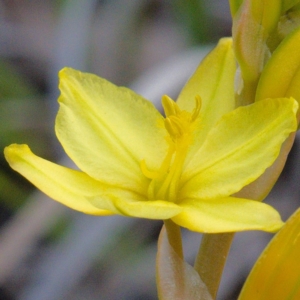 Bulbine bulbosa at Molonglo River Reserve - 6 Oct 2019