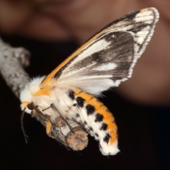 Aloa marginata (Donovan's Tiger Moth) at Molonglo River Reserve - 5 Oct 2019 by Marthijn