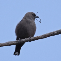 Artamus cyanopterus (Dusky Woodswallow) at Molonglo River Reserve - 5 Oct 2019 by Marthijn