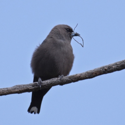 Artamus cyanopterus (Dusky Woodswallow) at Molonglo River Reserve - 5 Oct 2019 by Marthijn