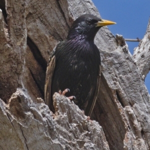 Sturnus vulgaris at Molonglo River Reserve - 6 Oct 2019 10:08 AM