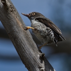 Daphoenositta chrysoptera (Varied Sittella) at Hawker, ACT - 5 Oct 2019 by Marthijn