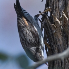 Daphoenositta chrysoptera at Molonglo River Reserve - 6 Oct 2019 10:29 AM