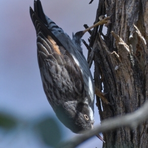 Daphoenositta chrysoptera at Molonglo River Reserve - 6 Oct 2019