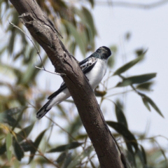 Lalage tricolor (White-winged Triller) at Molonglo River Reserve - 5 Oct 2019 by Marthijn