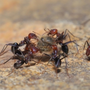 Iridomyrmex purpureus at Acton, ACT - 3 Oct 2019 12:14 PM