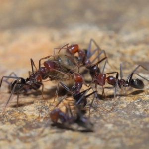 Iridomyrmex purpureus at Acton, ACT - 3 Oct 2019 12:14 PM