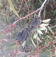 Perga sp. (genus) (Sawfly or Spitfire) at Kaleen, ACT - 5 Oct 2019 by TomfromOregon