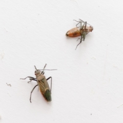 Leptocoris mitellatus (Leptocoris bug) at Hughes, ACT - 6 Oct 2019 by ruthkerruish