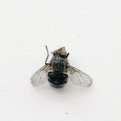 Calliphoridae (family) (Unidentified blowfly) at Hughes, ACT - 6 Oct 2019 by ruthkerruish