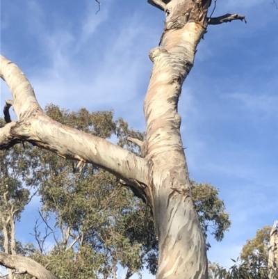 Cacatua galerita (Sulphur-crested Cockatoo) at Deakin, ACT - 27 Sep 2019 by The_happy_wanderer