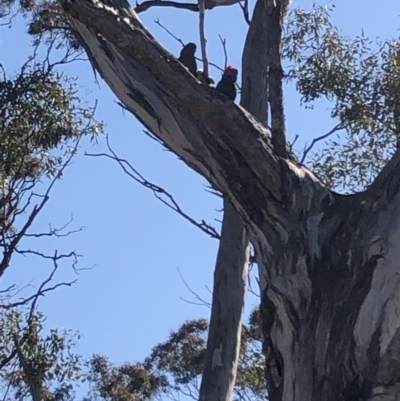 Callocephalon fimbriatum (Gang-gang Cockatoo) at Garran, ACT - 29 Sep 2019 by The_happy_wanderer