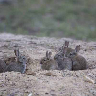 Oryctolagus cuniculus (European Rabbit) at Forde, ACT - 5 Oct 2019 by dannymccreadie