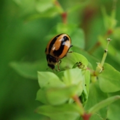 Micraspis frenata (Striped Ladybird) at Berry, NSW - 5 Oct 2019 by Jeannie