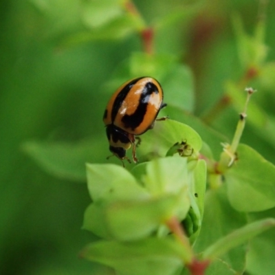 Micraspis frenata (Striped Ladybird) at Berry, NSW - 5 Oct 2019 by Jeannie