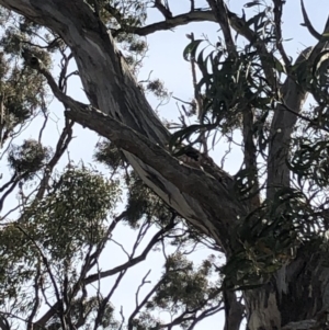 Callocephalon fimbriatum at Garran, ACT - 6 Oct 2019