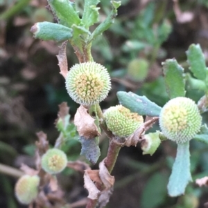 Centipeda cunninghamii at Molonglo Valley, ACT - 3 Apr 2019