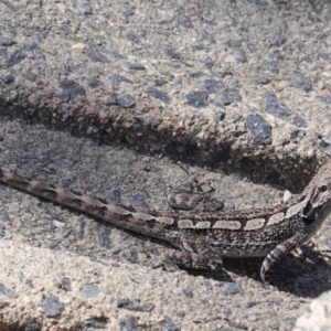 Amphibolurus muricatus at Acton, ACT - 30 Sep 2019