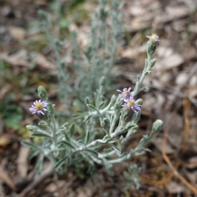 Vittadinia gracilis (New Holland Daisy) at Deakin, ACT - 6 Oct 2019 by JackyF