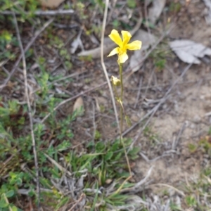 Goodenia pinnatifida at Deakin, ACT - 6 Oct 2019