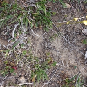 Goodenia pinnatifida at Deakin, ACT - 6 Oct 2019