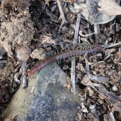 Scolopendromorpha (order) (A centipede) at Deakin, ACT - 6 Oct 2019 by JackyF