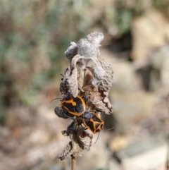 Agonoscelis rutila (Horehound bug) at Deakin, ACT - 6 Oct 2019 by JackyF