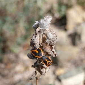 Agonoscelis rutila at Deakin, ACT - 6 Oct 2019