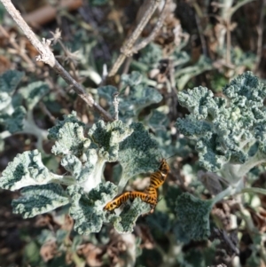 Agonoscelis rutila at Deakin, ACT - 6 Oct 2019 09:11 AM