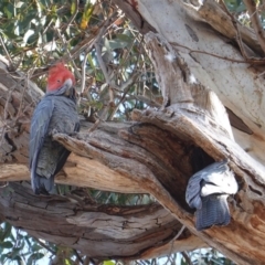 Callocephalon fimbriatum (Gang-gang Cockatoo) at GG229 - 6 Oct 2019 by JackyF