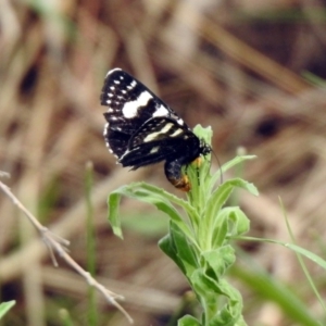 Phalaenoides tristifica at Bonython, ACT - 6 Oct 2019