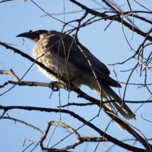 Philemon corniculatus at Bonython, ACT - 6 Oct 2019