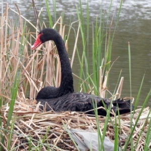 Cygnus atratus at Bonython, ACT - 6 Oct 2019