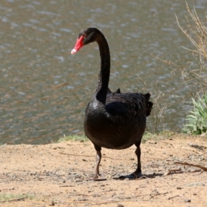 Cygnus atratus at Bonython, ACT - 6 Oct 2019