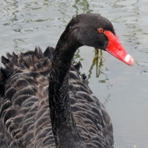 Cygnus atratus at Bonython, ACT - 6 Oct 2019