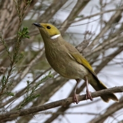 Ptilotula penicillata (White-plumed Honeyeater) at Bonython, ACT - 6 Oct 2019 by RodDeb