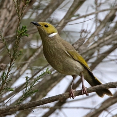 Ptilotula penicillata (White-plumed Honeyeater) at Stranger Pond - 6 Oct 2019 by RodDeb