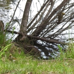 Ptilotula penicillata at Bonython, ACT - 6 Oct 2019