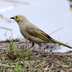 Ptilotula penicillata at Bonython, ACT - 6 Oct 2019