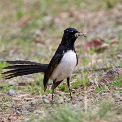 Rhipidura leucophrys (Willie Wagtail) at Bonython, ACT - 6 Oct 2019 by RodDeb