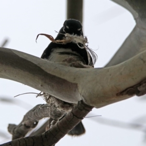 Rhipidura leucophrys at Bonython, ACT - 6 Oct 2019