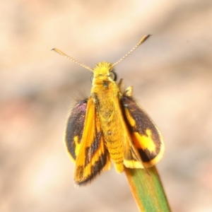 Ocybadistes walkeri at Bruce, ACT - 4 Oct 2019