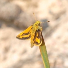 Ocybadistes walkeri at Bruce, ACT - 4 Oct 2019