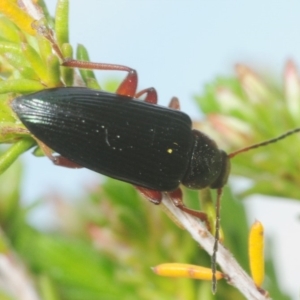 Lepturidea pulchra at Coree, ACT - 4 Oct 2019