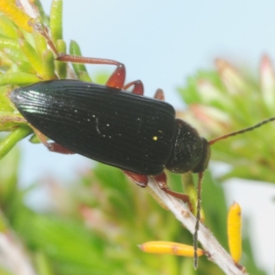 Lepturidea pulchra (Darkling beetle) at Coree, ACT - 4 Oct 2019 by Harrisi