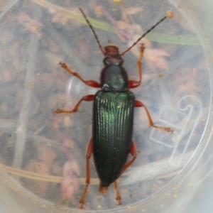 Lepturidea pulchra at Coree, ACT - 4 Oct 2019