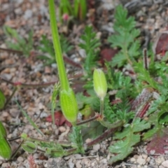 Erodium botrys (Long Storksbill) at Coree, ACT - 4 Oct 2019 by Harrisi